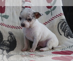 Small Photo #2 Chihuahua Puppy For Sale in SHILOH, OH, USA