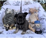 Small Photo #74 French Bulldog Puppy For Sale in MIMS, FL, USA