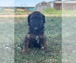 Small #8 Poodle (Miniature)-Poodle (Standard) Mix