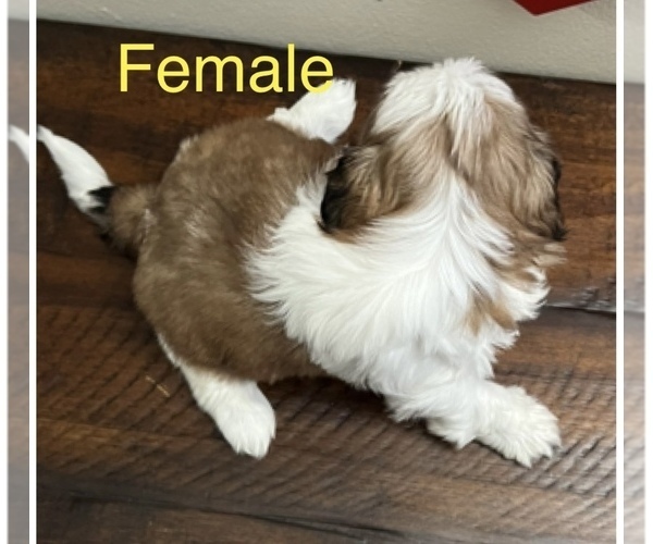 Medium Photo #20 Shih Tzu Puppy For Sale in DOWNEY, CA, USA