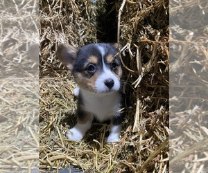 Pembroke Welsh Corgi Puppy for sale in SULLIVAN, IL, USA