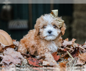 Cavapoo-Poodle (Miniature) Mix Puppy for sale in LIBERTY, KY, USA