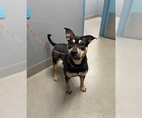 Medium Photo #1 American Pit Bull Terrier-Unknown Mix Puppy For Sale in Las Vegas, NV, USA