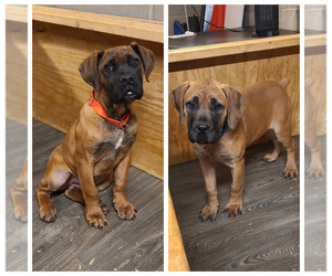Boerboel Puppy for sale in BROMLEY, KY, USA