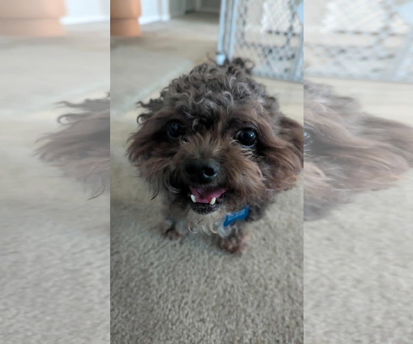 Medium Photo #8 Shih Tzu-Unknown Mix Puppy For Sale in Corona, CA, USA