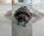 Small #7 Shih Tzu Mix