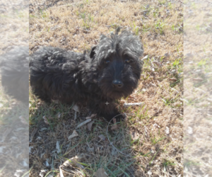 Scottish Terrier Puppy for Sale in CHANUTE, Kansas USA