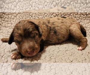 Aussiedoodle Puppy for sale in COLUMBIA, TN, USA