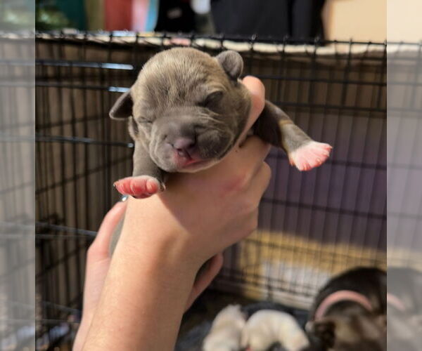 Medium Photo #1 American Bulldog-American Staffordshire Terrier Mix Puppy For Sale in Blairsville, GA, USA