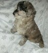 Small Photo #4 Aussie-Poo Puppy For Sale in LINCOLN, AL, USA