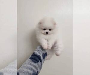 Pomeranian Puppy for sale in RESEDA, CA, USA