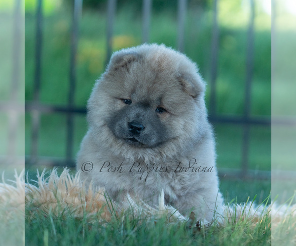 Medium Photo #21 Chow Chow Puppy For Sale in WARSAW, IN, USA