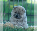 Small #11 Chow Chow