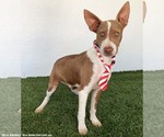 Small #1 Australian Kelpie-Chihuahua Mix