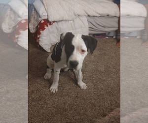 Boxer-Unknown Mix Puppy for sale in THORNTON, CO, USA