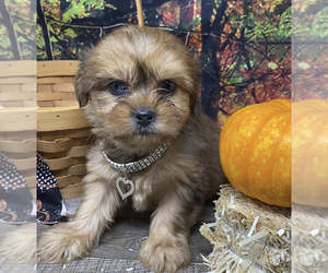 Shorkie Tzu Puppy for sale in SELLERSBURG, IN, USA
