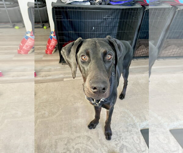Medium Photo #6 Doberman Pinscher Puppy For Sale in Buffalo, MN, USA