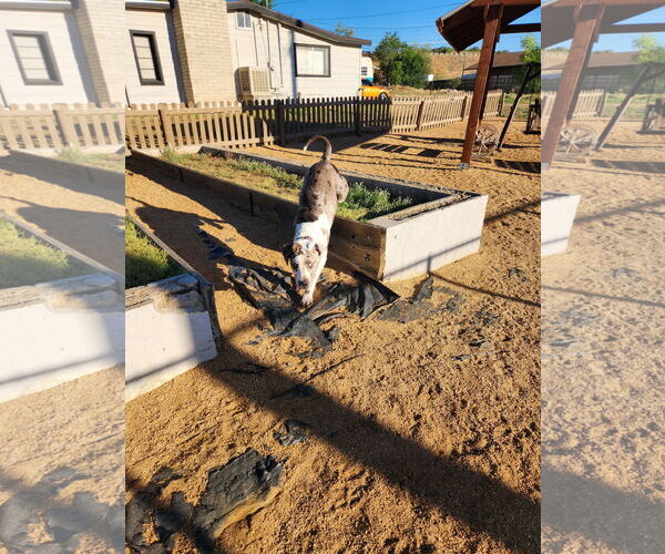 Medium Photo #7 Great Dane Puppy For Sale in Goodyear, AZ, USA