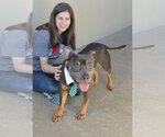 Small #2 American Pit Bull Terrier Mix