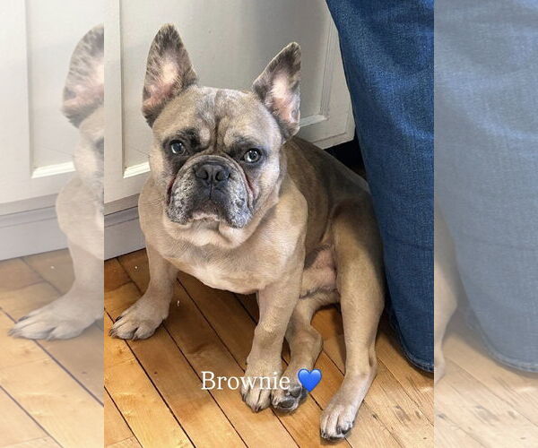 Medium Photo #3 French Bulldog Puppy For Sale in St. Louis Park, MN, USA