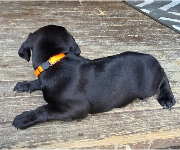 Medium Photo #2 Dachshund-Unknown Mix Puppy For Sale in Aurora, IN, USA