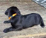 Small #1 Dachshund Mix