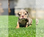 Small #6 English Bulldog