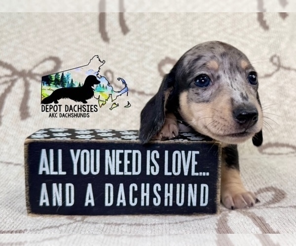 Medium Photo #1 Dachshund Puppy For Sale in SOUTH EASTON, MA, USA