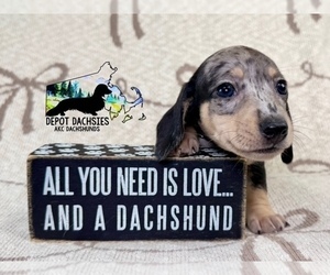 Dachshund Puppy for sale in SOUTH EASTON, MA, USA