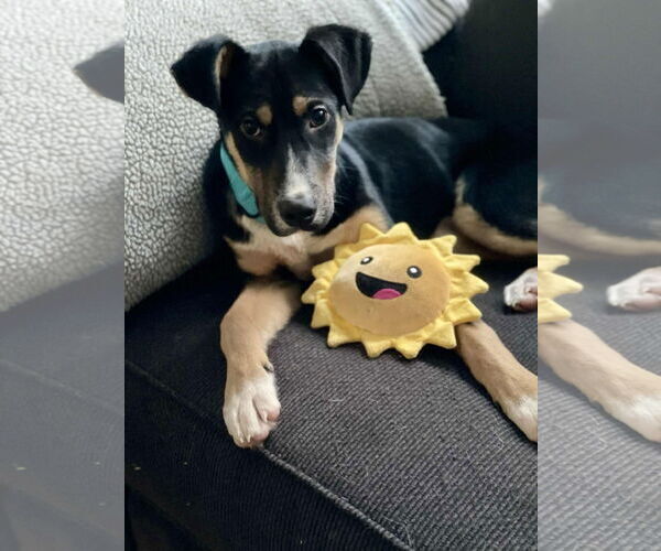 Medium Photo #3 Mutt Puppy For Sale in New London, WI, USA