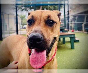 Black Mouth Cur Dogs for adoption in Orlando, FL, USA