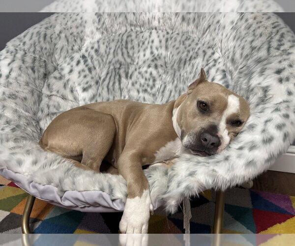 Medium Photo #2 American Pit Bull Terrier-Unknown Mix Puppy For Sale in Brewster, NY, USA