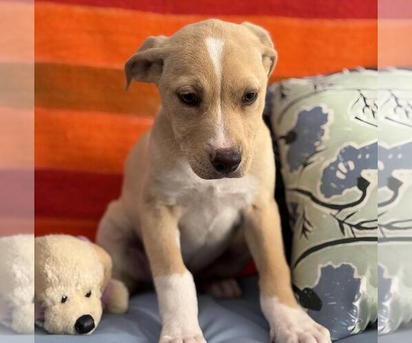 Medium Photo #3 Labrador Retriever-Unknown Mix Puppy For Sale in San Diego, CA, USA