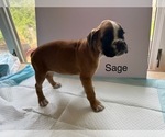 Small Photo #38 Boxer Puppy For Sale in EUREKA, IL, USA