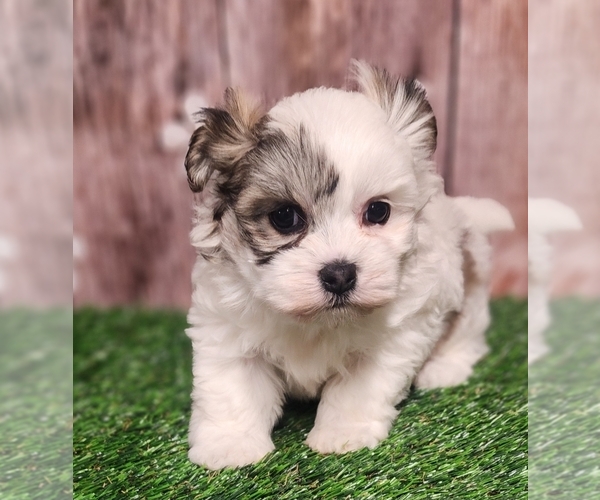 Medium Photo #1 Havachon Puppy For Sale in CAPAC, MI, USA