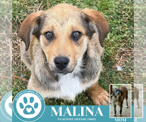 Mutt Dogs for adoption in Kimberton, PA, USA