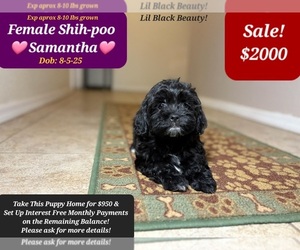 Shih-Poo Puppy for sale in TUCSON, AZ, USA