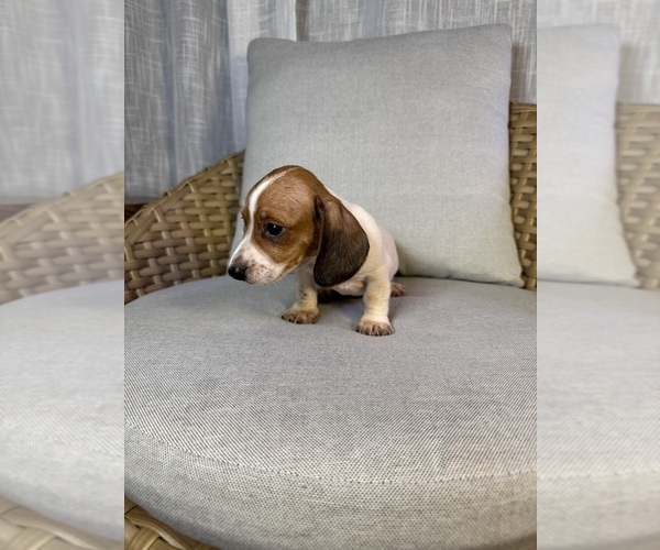Medium Photo #5 Dachshund Puppy For Sale in ORLANDO, FL, USA