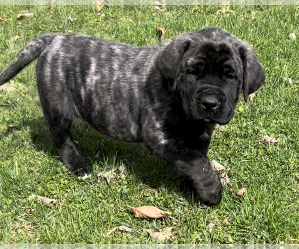 Medium Photo #1 Mastiff Puppy For Sale in MURRYSVILLE, PA, USA