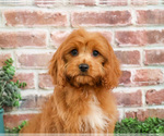 Small #3 Cavapoo (Miniature)
