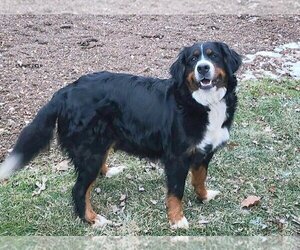 Mother of the Bernese Mountain Dog puppies born on 07/09/2025