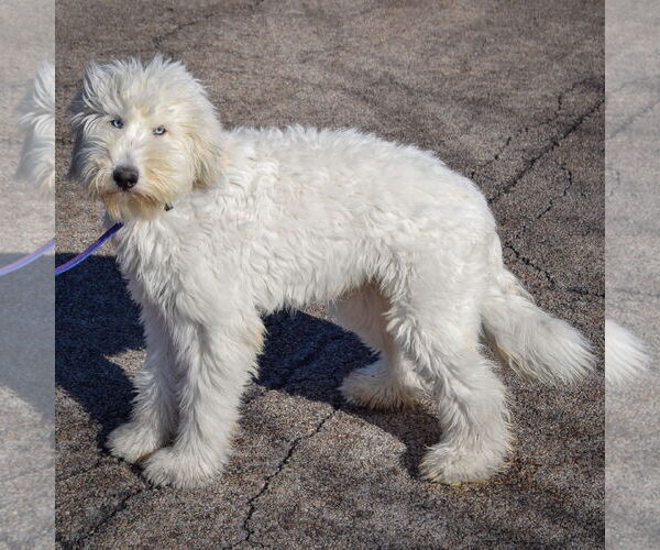 Medium Photo #4 Labradoodle Puppy For Sale in Huntley, IL, USA