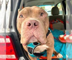 American Staffordshire Terrier-Unknown Mix Dogs for adoption in Las Vegas, NV, USA