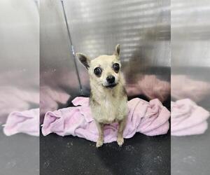Chihuahua Dogs for adoption in San Antonio, TX, USA