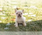 Small #2 French Bulldog
