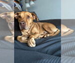 Small #2 American Pit Bull Terrier Mix
