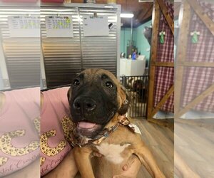 Boxer-Mastiff Mix Dogs for adoption in Shreveport, LA, USA
