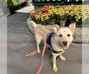Mutt Dogs for adoption in Las Vegas, NV, USA