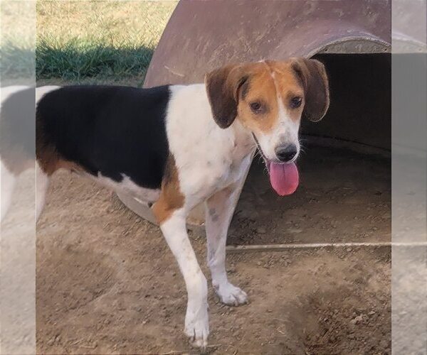 Medium Photo #3 American Foxhound-Unknown Mix Puppy For Sale in Minneapolis, MN, USA