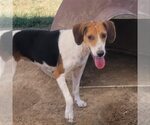 Small #2 American Foxhound Mix